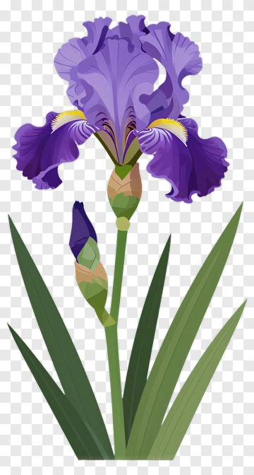 Purple Iris Flower PNG
