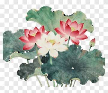 Lotus Flowers With Green Leaves PNG
