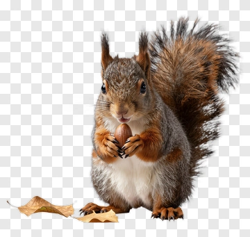 Squirrel Holding An Acorn PNG