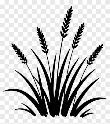Black Wheat Grass PNG