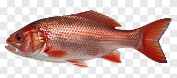 Red Fish PNG