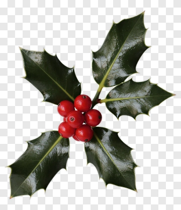 Holly Plant With Red Berries PNG