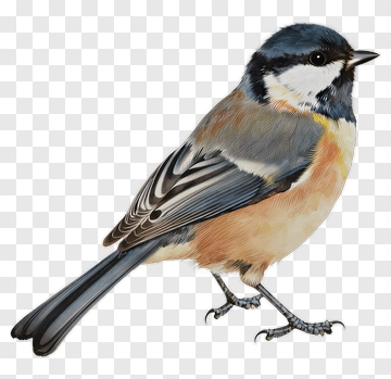 Illustration Of A Bird PNG
