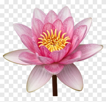 Pink Lotus Flower PNG