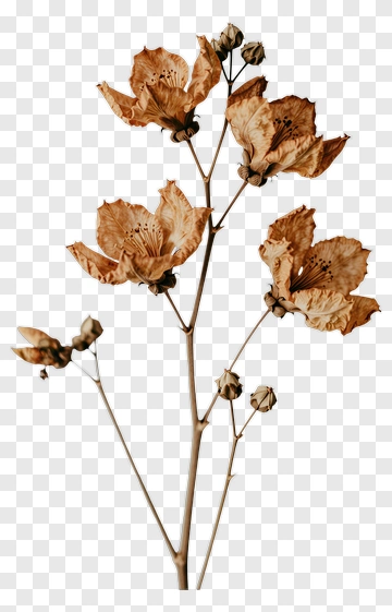 Dried Floral Arrangement With Brown Flowers PNG