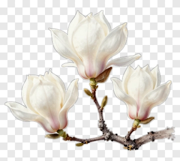 Magnolia Flower Branch PNG