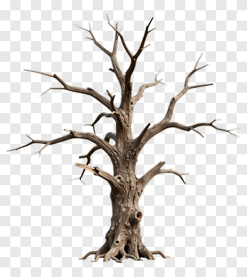 Dead Tree With Twisted Branches PNG