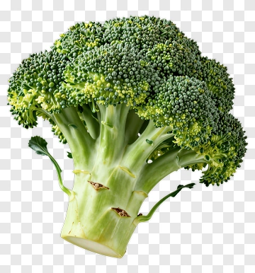 Fresh Broccoli PNG