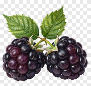 Blackberries With Green Leaves PNG