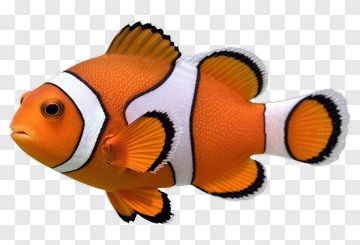 Clownfish Swimming In Water PNG