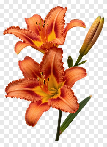Orange Lily Flower PNG