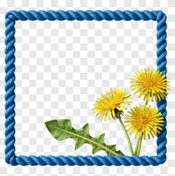 Dandelion Flowers Framed By Blue Rope PNG