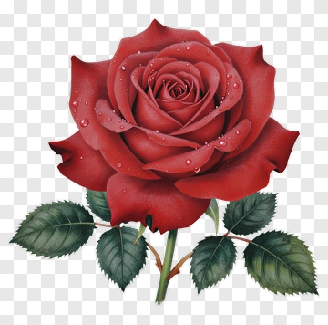 Red Rose With Dew Drops PNG