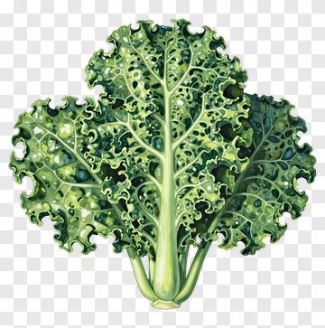 Green Kale Leaves PNG