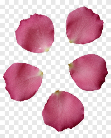 Pink Rose Petals PNG