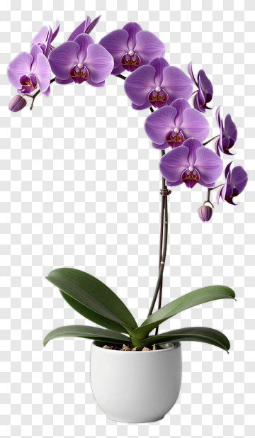 Purple Orchid In A White Pot PNG