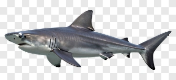 Realistic Shark Swimming PNG