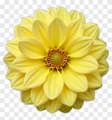 Yellow Flower With Petals PNG
