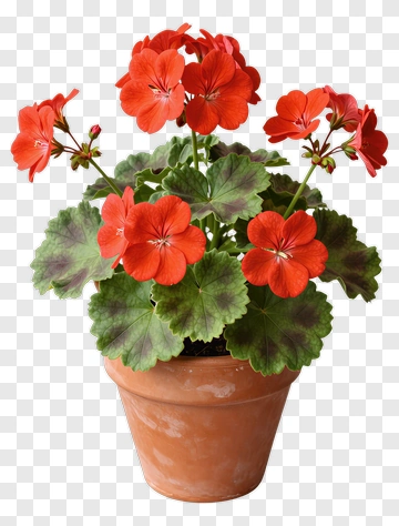 Potted Geranium Plant With Red Flowers PNG