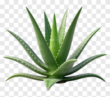 Aloe Vera Plant PNG