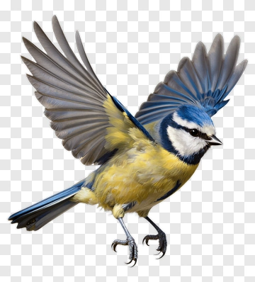 Blue Tit Bird In Flight PNG