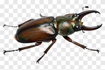 Realistic Beetle With Antennae PNG