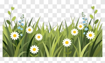 Flowering Meadow With Daisies And Green Grass PNG