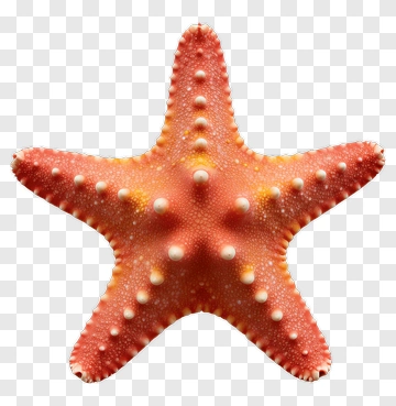 Starfish With Orange And White Texture PNG