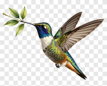 Colorful Hummingbird Holding A Leaf PNG