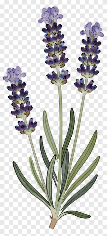 Lavender Flower Bouquet PNG