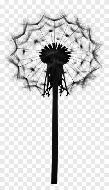 Dandelion Silhouette PNG