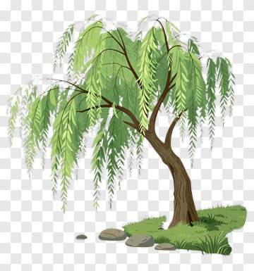 Willow Tree With Green Leaves PNG