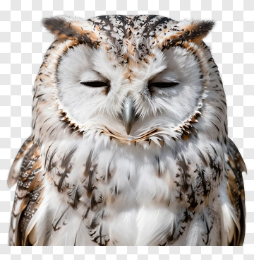 Close-Up Of A Sleeping Owl PNG