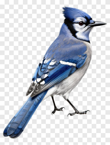 Blue Jay Bird PNG