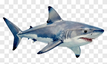 Realistic Shark Swimming In Ocean PNG