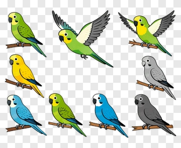 Colorful Cartoon Budgerigars On Branches PNG