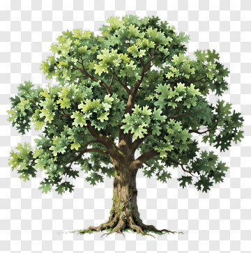 Tree With Green Leaves PNG