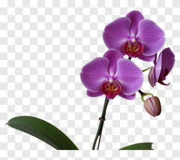 Purple Orchid Flower PNG