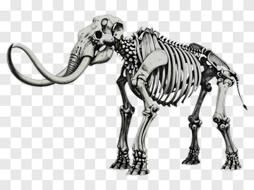 Skeleton Elephant PNG