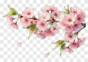 Cherry Blossom Branch With Pink Flowers PNG