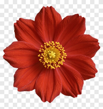 Red Flower With Yellow Center PNG