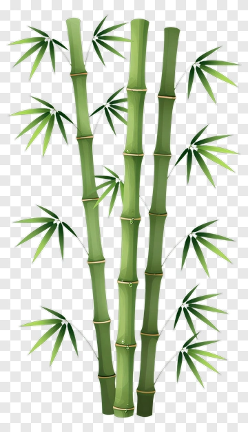 Bamboo Stalks With Green Leaves PNG
