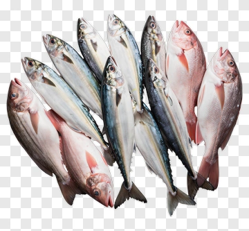 Collection Of Fresh Fish PNG