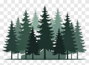 Forest Of Evergreen Trees PNG