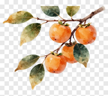 Watercolor Persimmon Branch With Leaves PNG