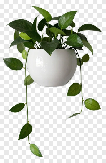 Pothos Plant In White Hanging Pot PNG