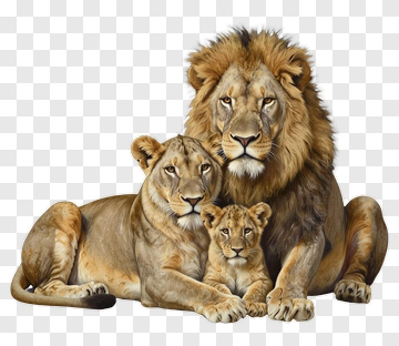 Lion Family Group PNG