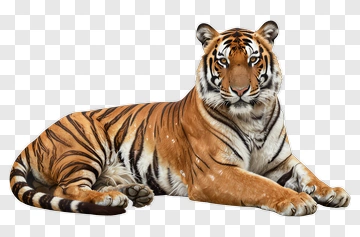 Realistic Tiger Lying Down PNG
