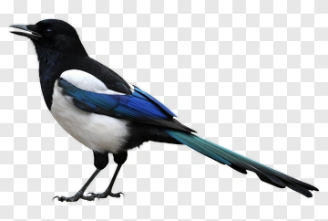 Magpie Bird With Blue And Black Feathers PNG