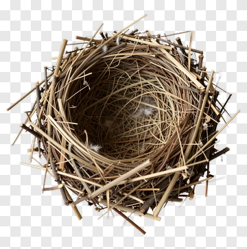 Bird Nest Made Of Twigs And Grass PNG